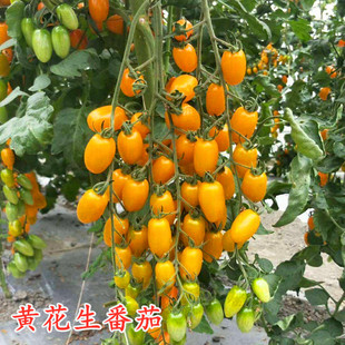 黄色花生番茄种子特色圣女果樱桃番茄种籽409类型超甜口感好高产