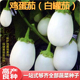 包邮 盆栽观赏 茄子四季 鸡蛋茄种子白茄子种籽圆茄罐茄椭圆形四季