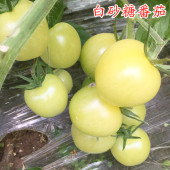 白砂糖番茄种子白色小番茄圣女果种籽特色蔬菜糖度高口感好 包邮