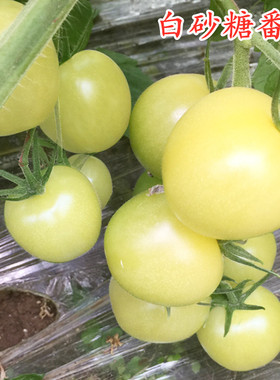 白砂糖番茄种子白色小番茄圣女果种籽特色蔬菜糖度高口感好包邮