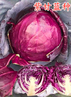 紫甘蓝种籽紫色卷心菜种子包心菜大头菜洋白菜莲花白四季包邮紫阳