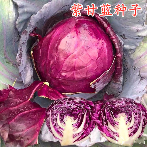 紫甘蓝种籽紫色卷心菜种子包心菜大头菜洋白菜莲花白四季包邮紫阳
