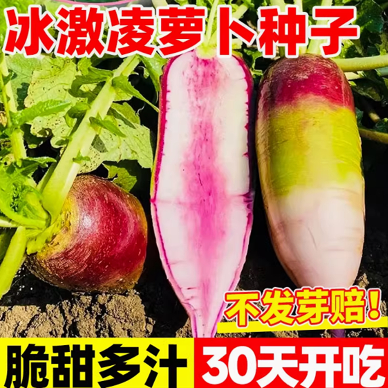 冰淇淋萝卜种籽冰糖心水果萝卜种
