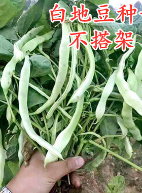 地豆王种子白地豆种籽地芸豆无架豆白不老豆角四季蔬菜庭院包邮