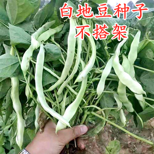 地豆王种子白地豆种籽地芸豆无架豆白不老豆角四季蔬菜庭院包邮