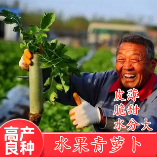 青萝卜种子水果萝卜种籽皮薄脆甜水分大不糠心潍县沙窝萝卜籽包邮