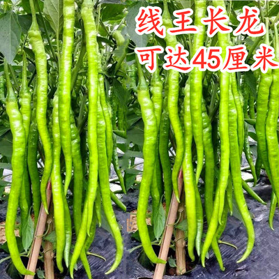 超长线椒种子辣椒种籽辣椒苗薄皮软皮尖椒四季早熟高产线王长龙