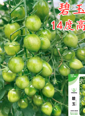 高糖碧玉绿色小番茄种子青甜2号青口蜜小绿西红柿种籽西红柿秧苗