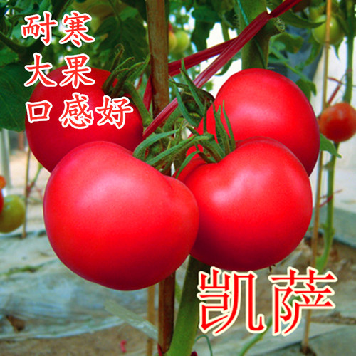 番茄种籽西红柿种子粉红高产