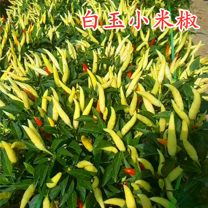 小米椒种子朝天椒泡椒小白米椒种籽尖椒四季超辣包邮白玉小米椒