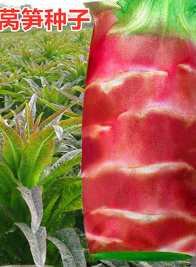 莴苣种子红皮莴苣种籽红皮绿肉莴笋高产红色特色蔬菜种籽抗病包邮