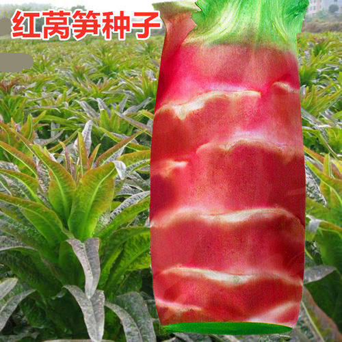 红皮绿肉莴苣莴笋种子