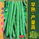 九粒青 包邮 压趴架春不老芸豆种子九粒青高产荷兰豆四季 豆架豆蔬菜