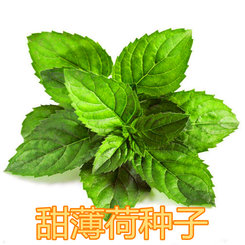 甜薄荷种子 留兰香薄荷种子 食用薄荷 味道浓郁蔬菜花种 包邮