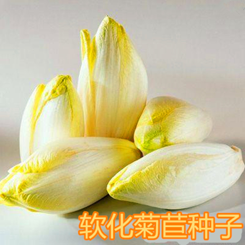 软化菊苣种子黄芽球菊苣种子苦菊种籽金玉兰菜生吃口感脆嫩包邮