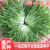 包邮 碎叶苦苣种子苦菊种籽牛奶细叶生菜苦菜蔬菜种子四季 盆栽高产