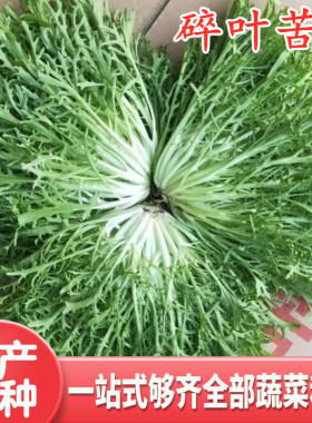 碎叶苦苣种子苦菊种籽牛奶细叶生菜苦菜蔬菜种子四季盆栽高产包邮
