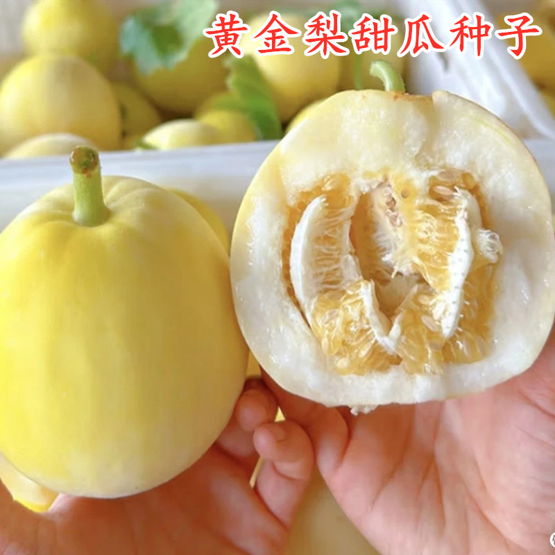 薄皮甜瓜种子星甜20小蜜蜂黄皮白肉香瓜种籽甜瓜苗嫁接苗四季蔬菜