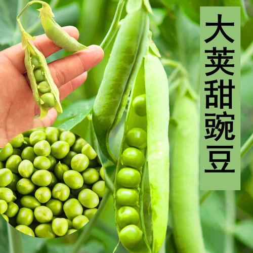 大荚荷兰豆种子甜豌豆种籽豆角扁豆芸豆四季高产蔬菜庭院阳台包邮