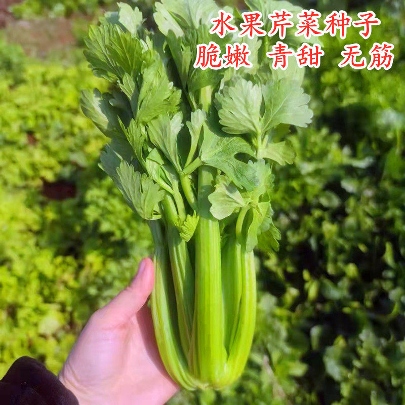 水果芹菜种子脆甜水果西芹种籽四季蔬菜籽耐寒耐热阳台庭院高产