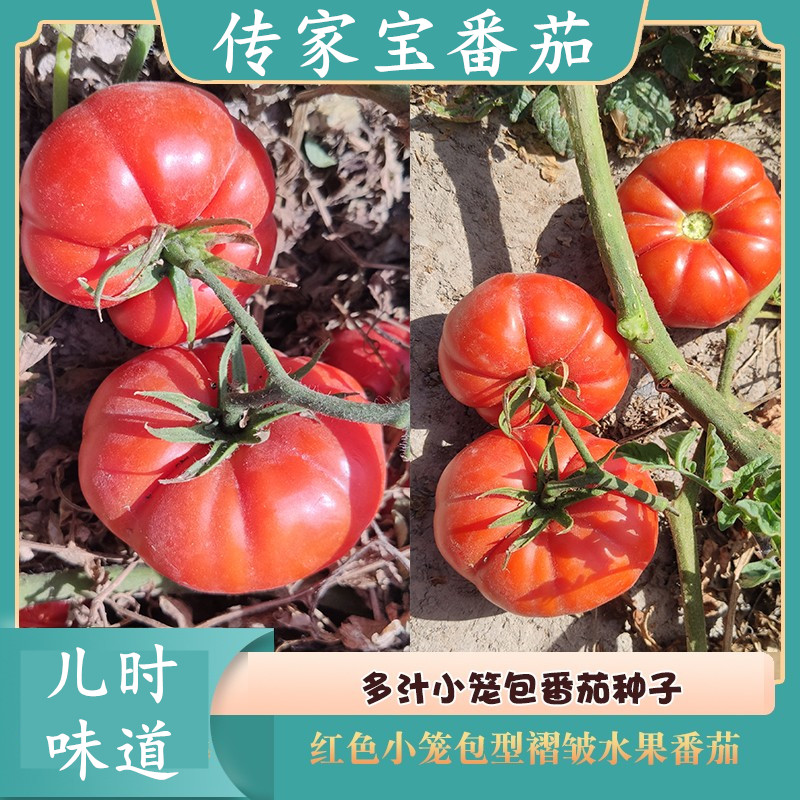传家宝四季红色小笼包番茄种子