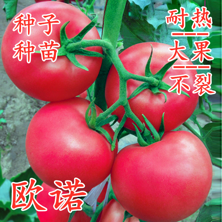 番茄种子耐热西红柿种籽番茄苗耐高温不裂果大果四季蔬菜秧苗欧诺
