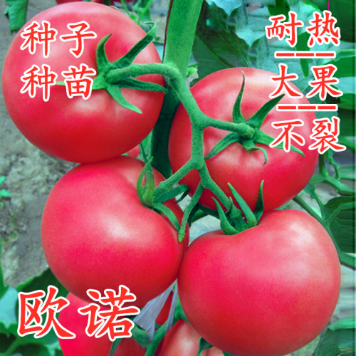 耐热不裂果包邮欧诺番茄种子