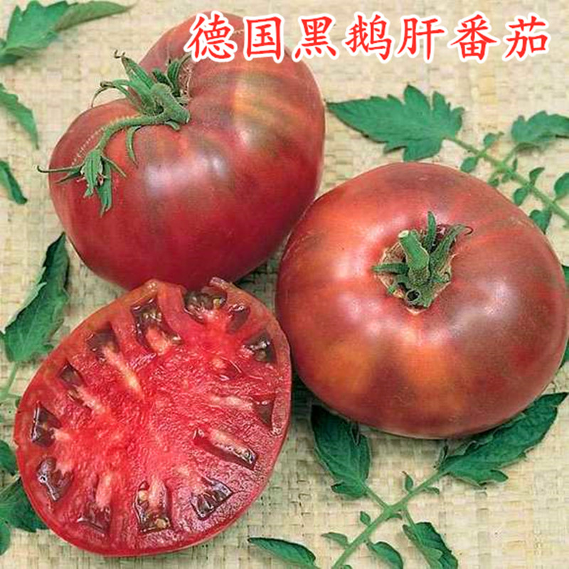 黑鹅肝大黑番茄种子蔬菜种子
