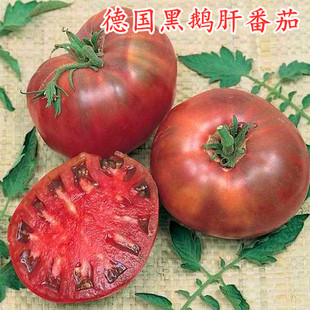包邮 观赏蔬菜高产 黑鹅肝黑番茄种子特色大黑番茄种籽口感好四季