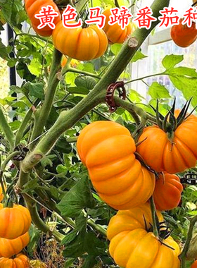 黄色马蹄番茄种子牛排西红柿种籽丑八怪口感好吃四季蔬菜庭院阳台