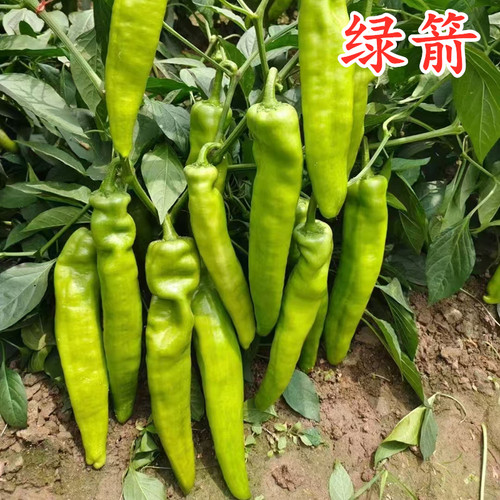 大果型牛角皮薄包邮绿箭辣椒种子