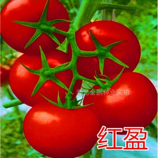 包邮 红果番茄种子西红柿种籽种苗耐寒大果萼片舒展以色列进口 红盈