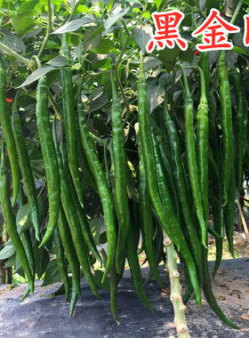 线椒种子辣椒苗深绿色黑线椒种籽尖椒杭椒四季蔬菜庭院阳台黑金刚