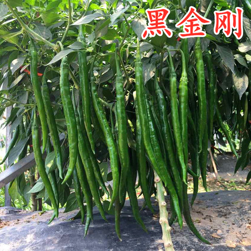 深绿色硬皮大面积黑金刚线椒种子
