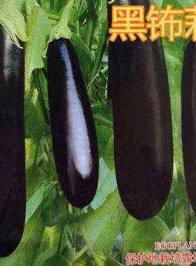 绿把长茄种子绿萼茄子种籽嫁接茄子苗紫黑色产量高四季蔬菜黑钸莉