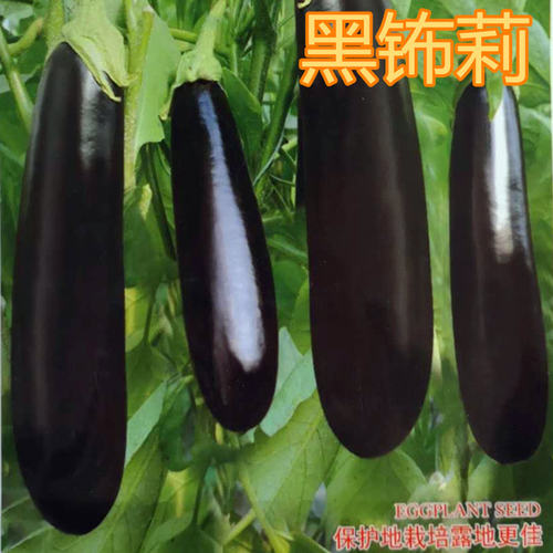 绿把长茄种子绿萼茄子种籽嫁接茄子苗紫黑色产量高四季蔬菜黑钸莉