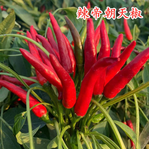 辣帝朝天椒种子辣椒苗簇生早熟高产朝天椒超辣蔬菜种籽干鲜两用