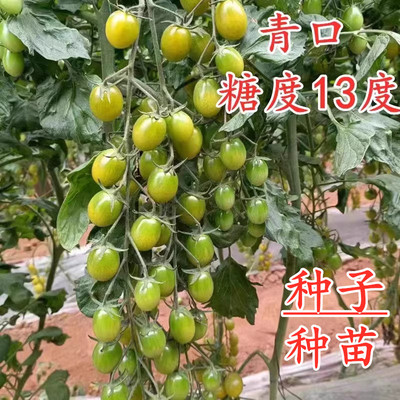 特色绿色青口蜜糖小番茄种子种苗
