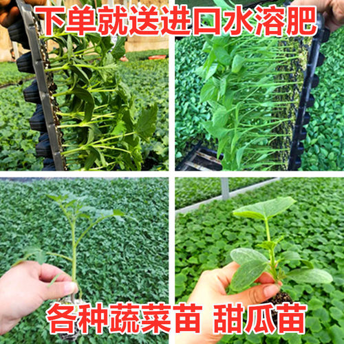 嫁接黄瓜阳台四季庭院西红柿苗