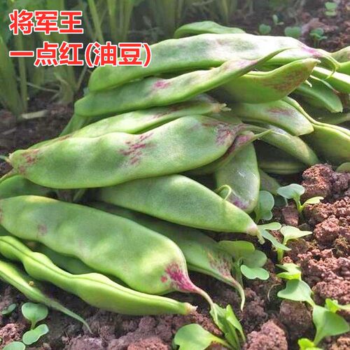 一点红将军高产东北种籽抗寒油豆