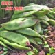 一点红油豆种子将军王高产东北豆角宽芸豆种籽不鼓豆抗寒抗病豆角