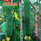 包邮 丝瓜种子长丝瓜线丝瓜肉丝瓜种籽蔬菜四季 庭院大面积种植高产