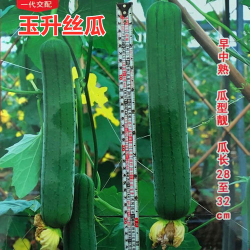 四季庭院大面积高产包邮丝瓜种子