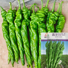 鑫陇0252大果全螺旋螺丝椒种子辣椒秧苗子麻面薄皮顺直辣味浓尖椒