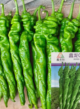 鑫陇0252大果全螺旋螺丝椒种子辣椒秧苗子麻面薄皮顺直辣味浓尖椒