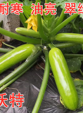 西葫芦种子角瓜种籽高产耐寒油亮翠绿抗病毒顺直四季蔬菜包邮沃特