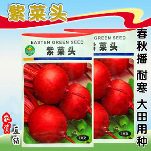 紫菜头种子甜菜根种籽特色紫菜甜菜根四季蔬菜阳台庭院盆栽包邮