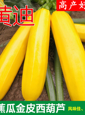 香蕉西葫芦种子黄色西葫芦角瓜绞瓜种籽香蕉瓜特色蔬菜包邮黄迪