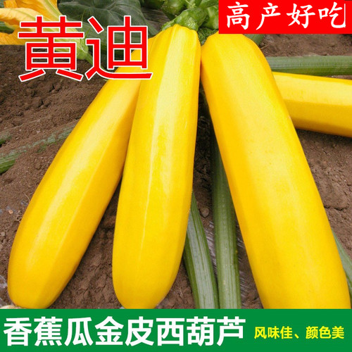 香蕉绞瓜特色包邮黄迪西葫芦种子