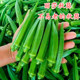 包邮 黄秋葵种子绿秋葵籽水果秋葵口感嫩滑四季 蔬菜庭院大面积高产